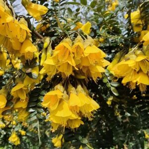Sophora Sun King ('Hilsop') (PBR)