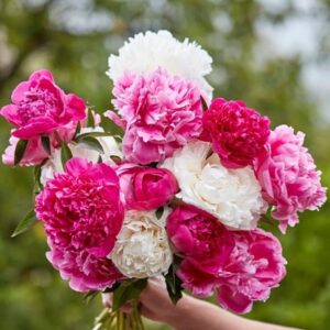 Sorbet paeonia collection
