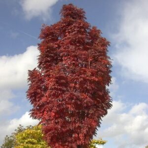 Sorbus Autumn Spire ('Flanrock') (PBR)