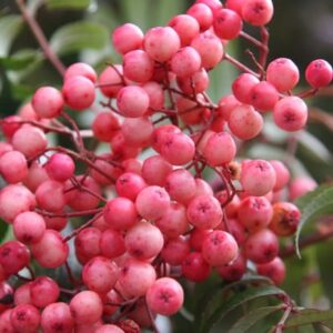 Sorbus Eastern Promise