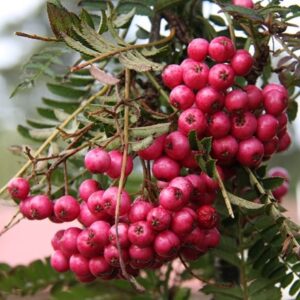 Sorbus Glendoick Spire