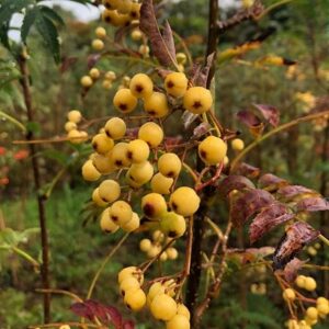 Sorbus Joseph Rock