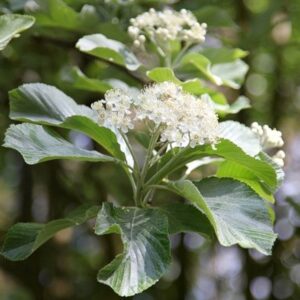 Sorbus aria Lutescens