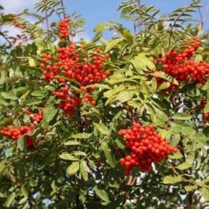 Sorbus aucuparia
