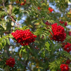 Sorbus aucuparia Aspleniifolia