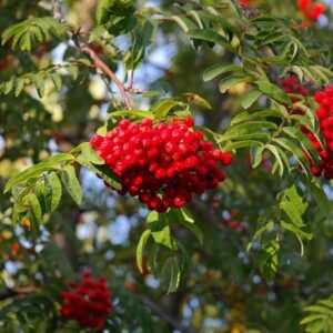 Sorbus aucuparia Cardinal Royal ('Michred')