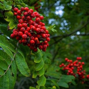 Sorbus aucuparia Sheerwater Seedling