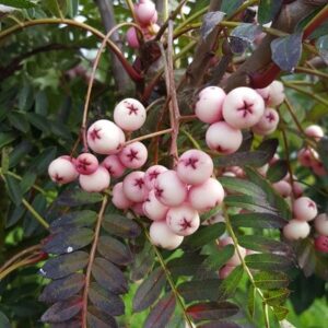 Sorbus bissetii