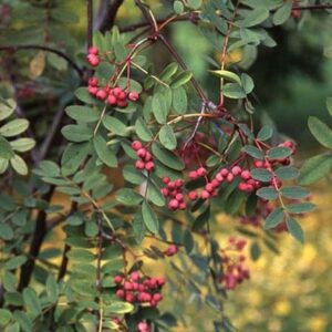 Sorbus carmesina Emberglow