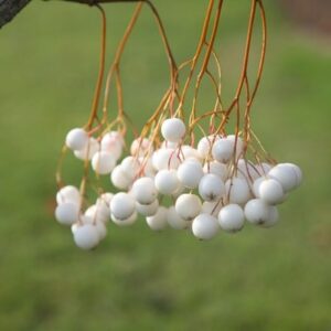 Sorbus cashmiriana