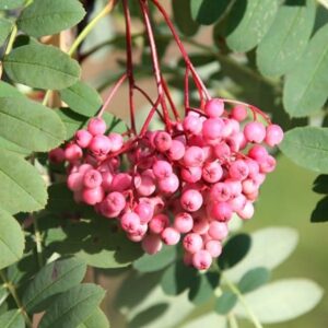 Sorbus pseudohupehensis Pink Pagoda