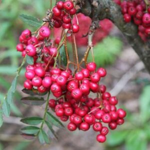 Sorbus vilmorinii Pink Charm