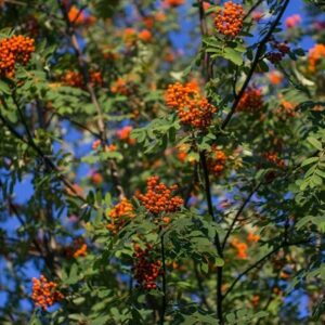 Sorbus × thuringiaca Fastigiata