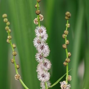 Sparganium erectum