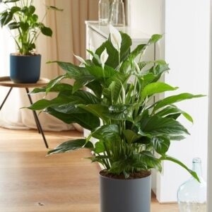 Spathiphyllum Sweet Lauretta (PBR)