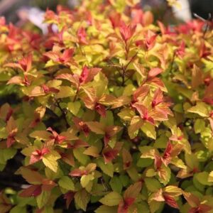 Spiraea japonica Goldflame