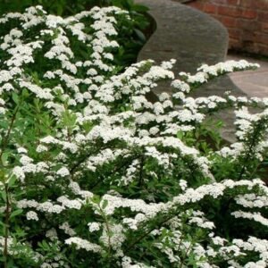 Spiraea nipponica Snowmound