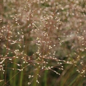 Sporobolus heterolepis