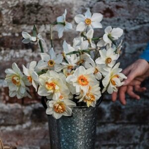 Spring promise daffodil collection
