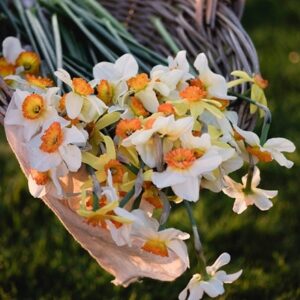 Spring sunshine daffodil collection