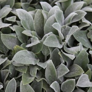 Stachys byzantina Silver Carpet