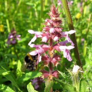 Stachys palustris
