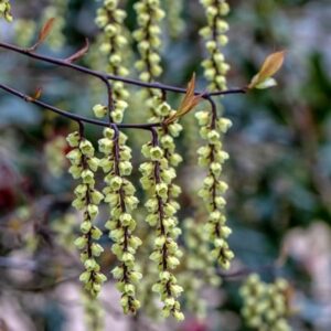 Stachyurus chinensis Celina