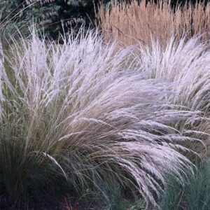 Stipa ichu