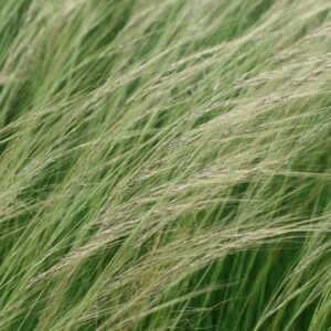 Stipa lessingiana