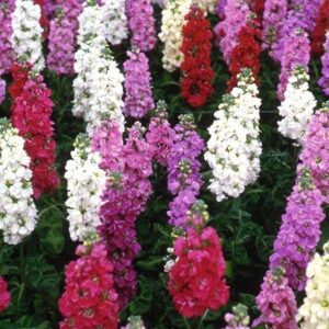 Stocks Fragrance Mixed (10 Week Mixed)