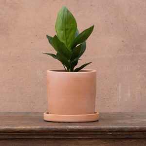 Strelitzia reginae