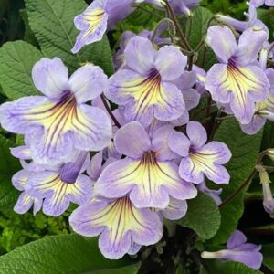 Streptocarpus Abigail