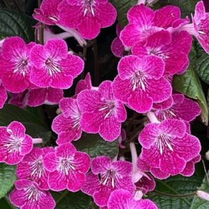 Streptocarpus Alana