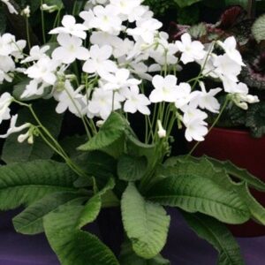 Streptocarpus Albatross