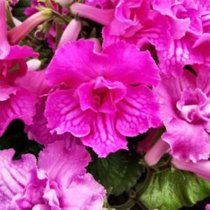 Streptocarpus Angie