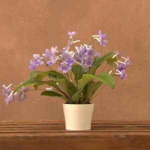 Streptocarpus Bethan