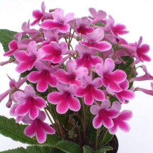 Streptocarpus Caitlin