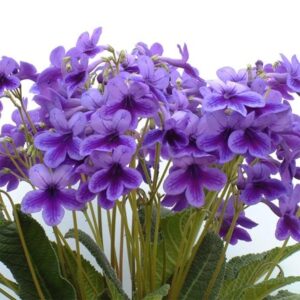 Streptocarpus Carys