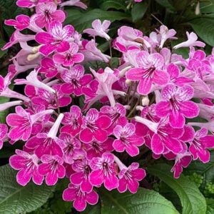 Streptocarpus Celebration