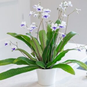 Streptocarpus Crystal Ice (PBR)