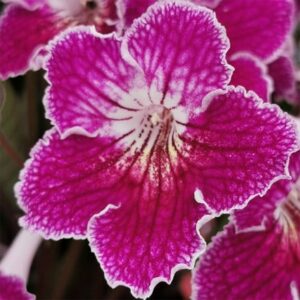Streptocarpus Faith