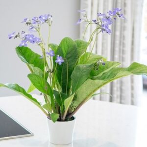 Streptocarpus Falling Stars