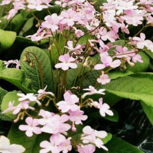 Streptocarpus Gloria