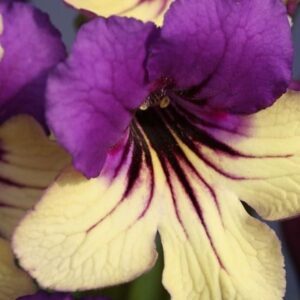 Streptocarpus Harlequin Purple (PBR)