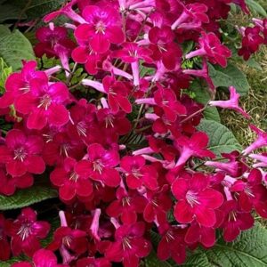 Streptocarpus Hope