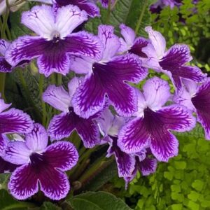 Streptocarpus Katie