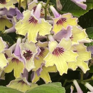 Streptocarpus Lemon Sorbet