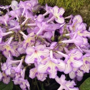 Streptocarpus Mabel