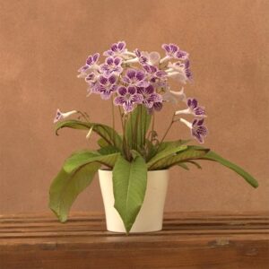Streptocarpus Polka-Dot Purple