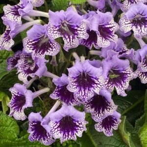 Streptocarpus Sphinx